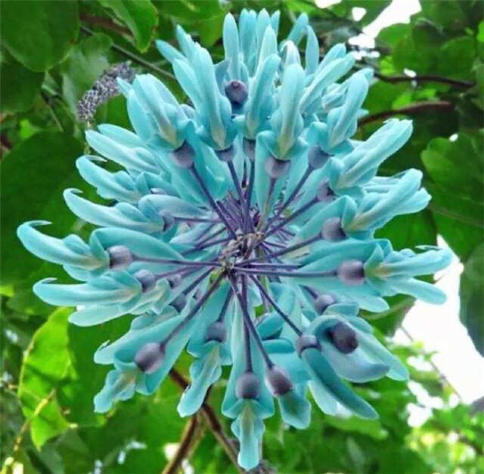 碧玉藤也叫翡翠葛,得名与它的颜色,花朵颜色从蓝绿