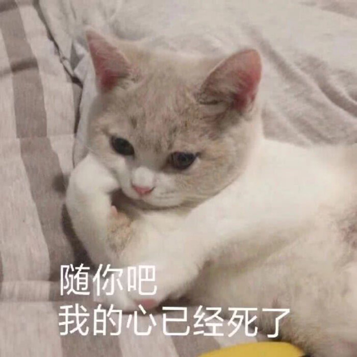 猫咪可爱沙雕表情包 - 堆糖,美图壁纸兴趣社区