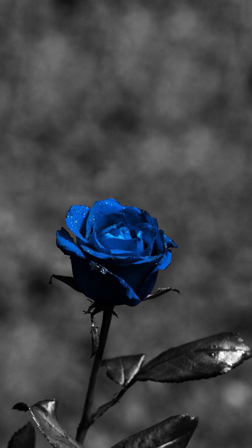 蓝玫瑰图片唯美一朵图片