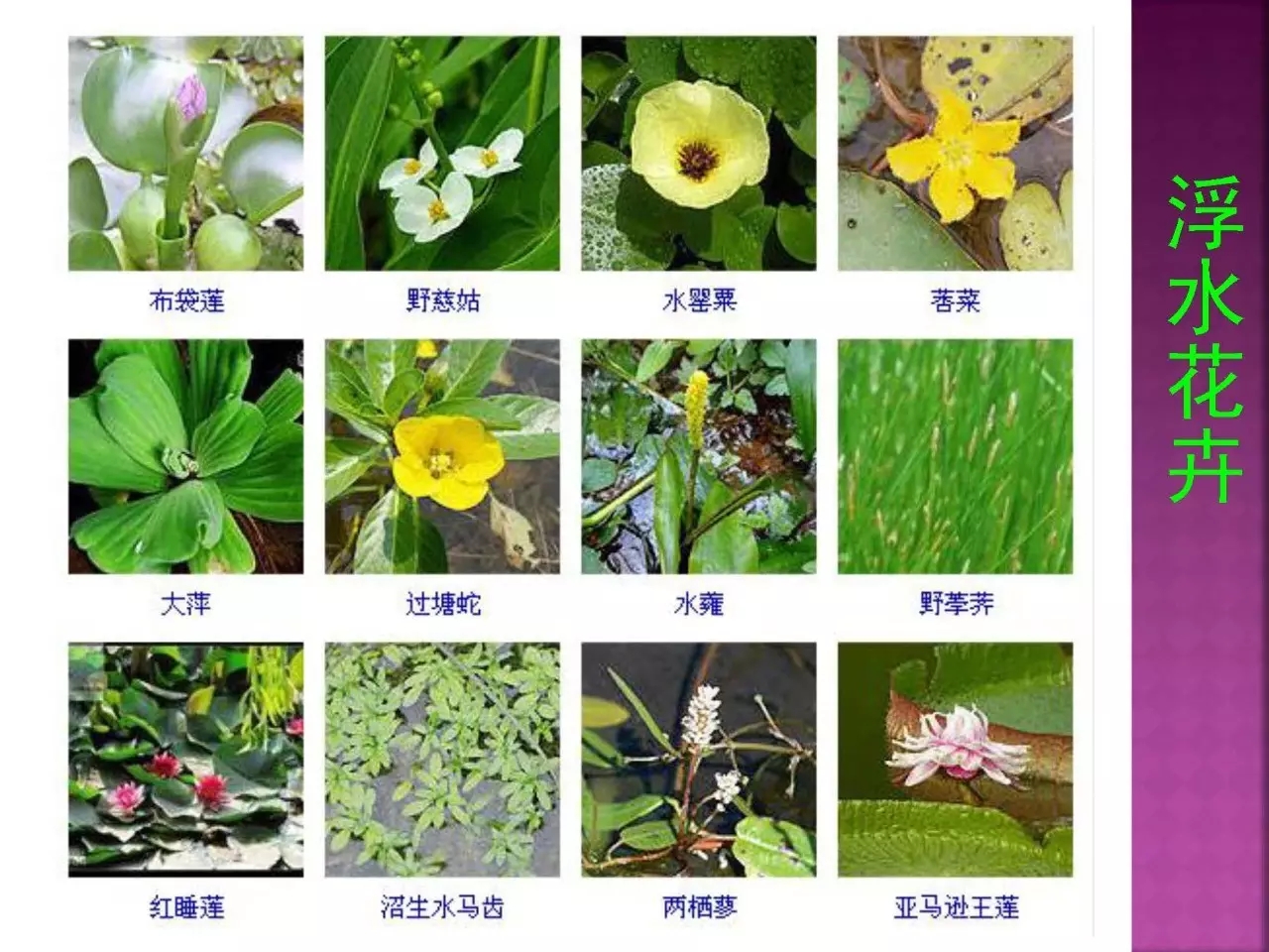 12生肖对应的花 代表图片