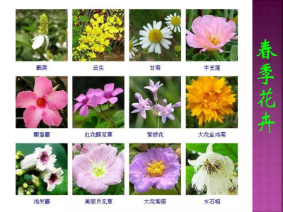 大叶花卉名称及图片图片