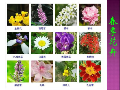 花卉名称