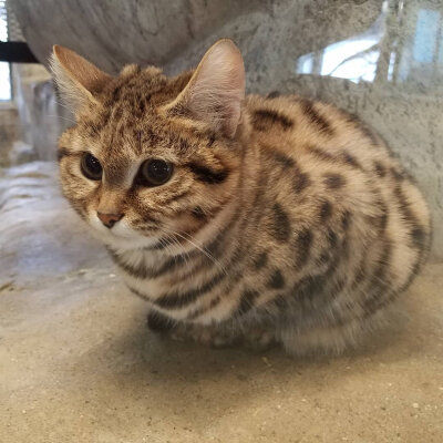 黑足猫可能是长得最可爱的杀手了