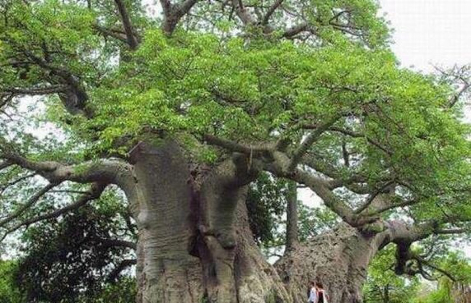一举成为世界上最粗的树,也是迄今为止已知的最粗的植物
