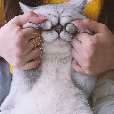 小猫拽衣角动态表情图片