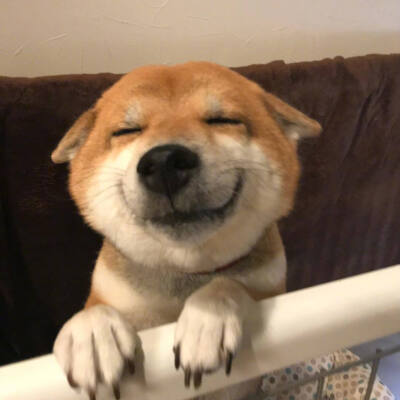 柴犬笑容图片头像图片
