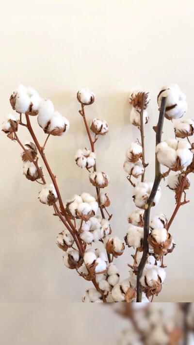 棉花装饰画 - 堆糖,美图壁纸兴趣社区