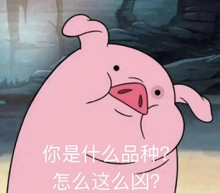 摇摇猪表情包