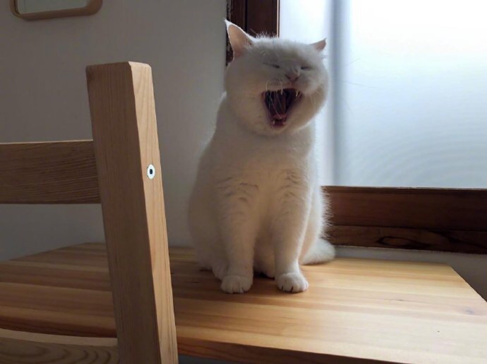 日常犯困的我猫咪