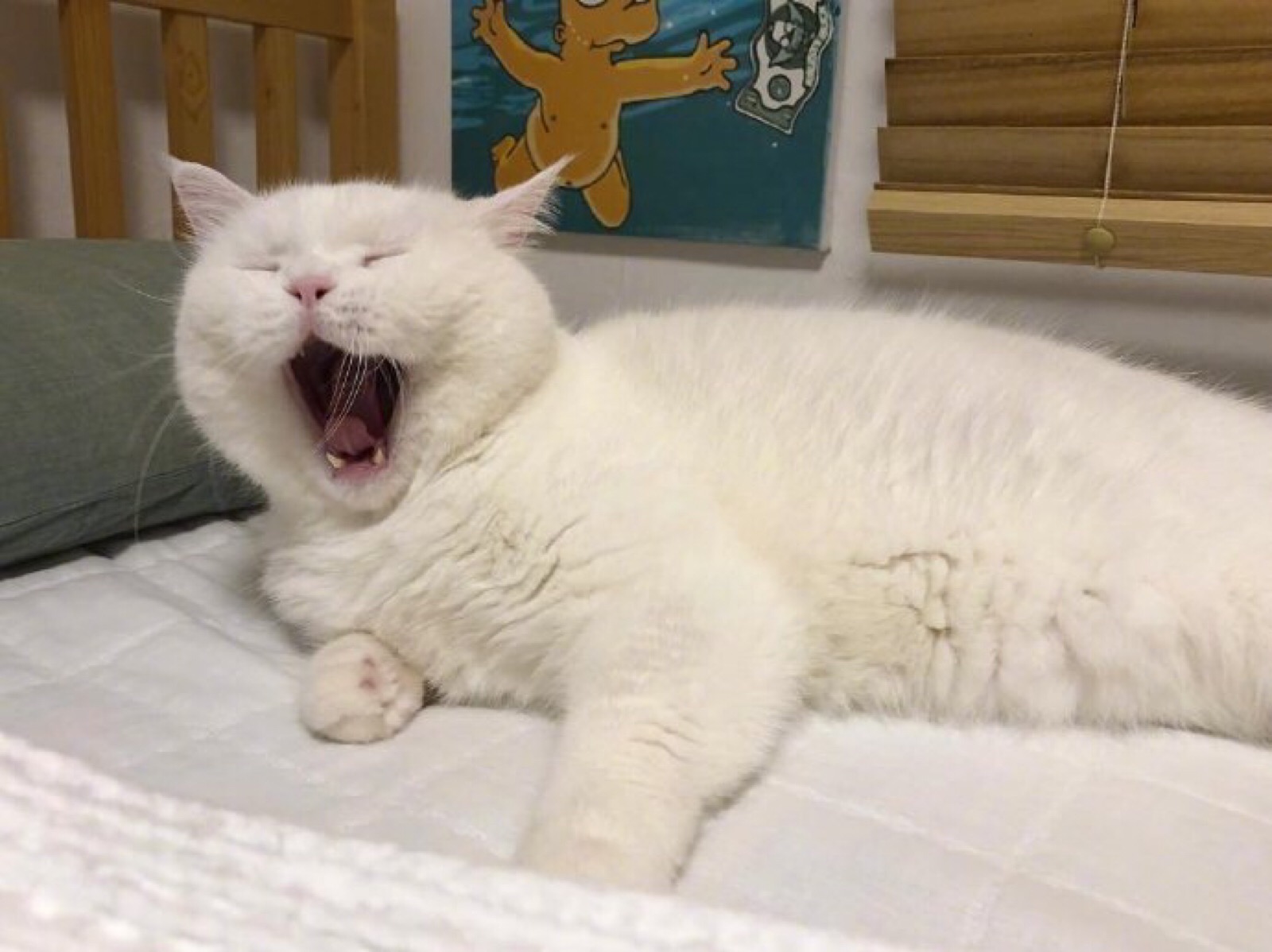 日常犯困的我猫咪