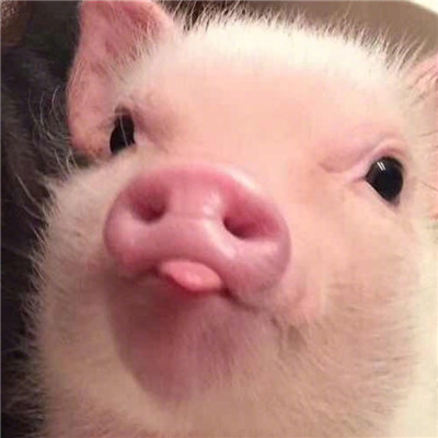 猪头像可爱微信搞笑图片