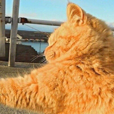 一人一宠物情头
