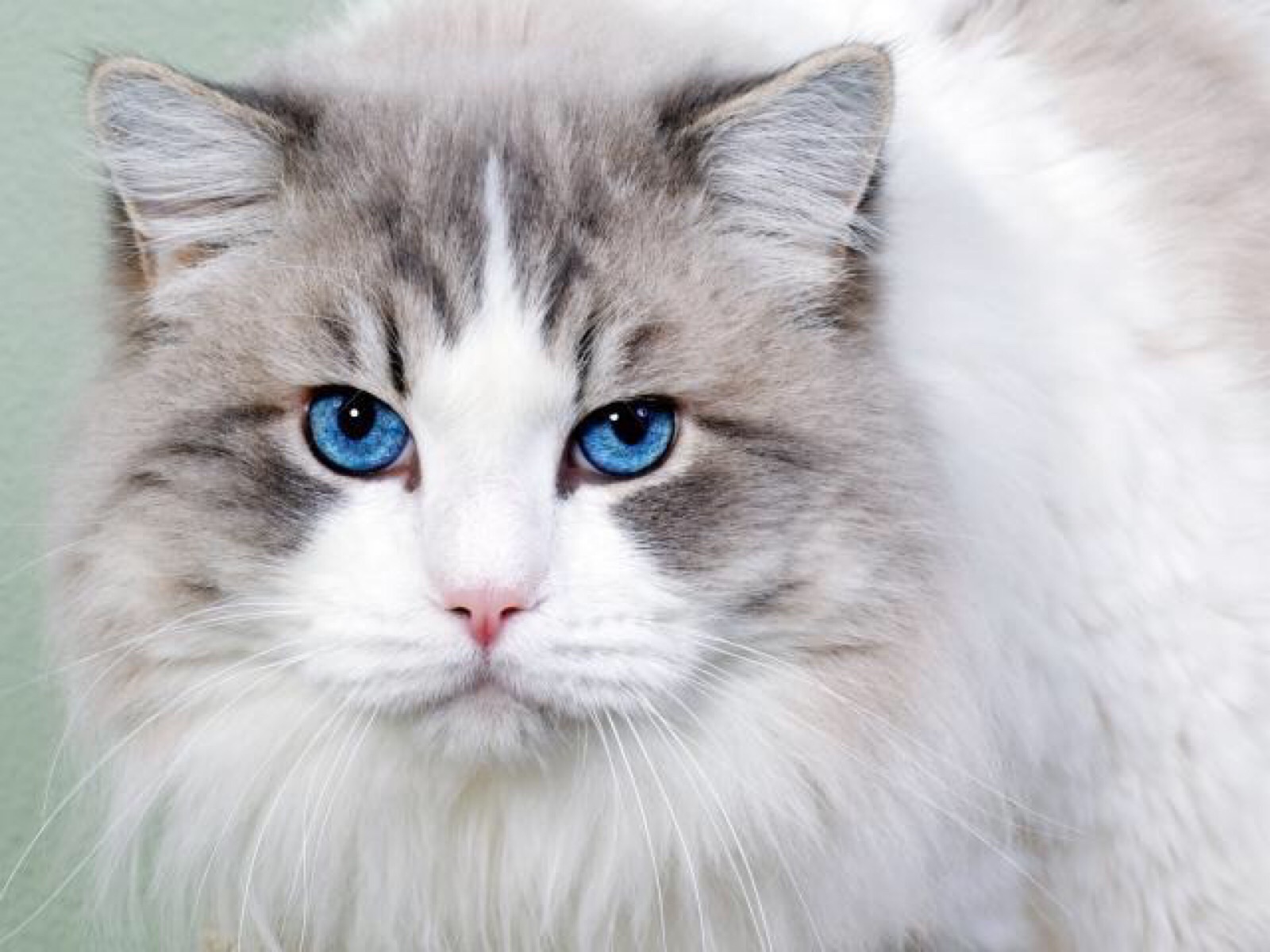 蓝眼睛的猫咪种类图片
