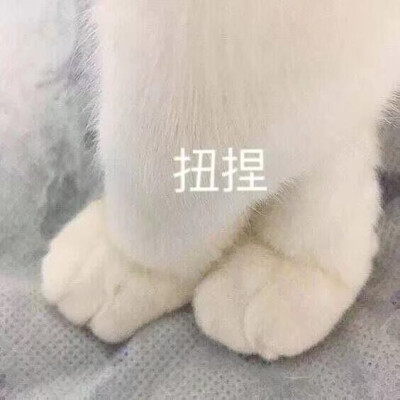 可爱的表情包-猫爪