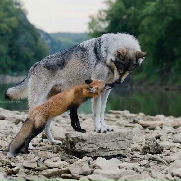 狐狸狼
