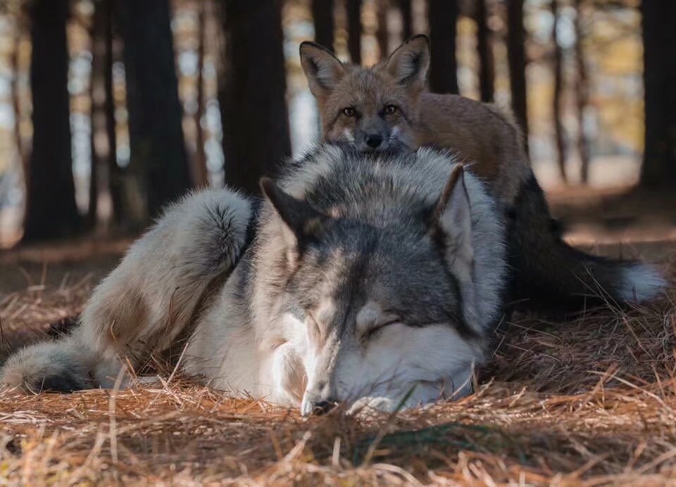 狐狸&狼