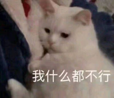 猫猫怕怕表情包