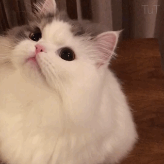 猫咪软妹表情包