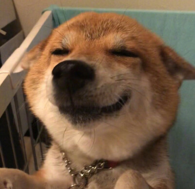 日本柴犬头像图片
