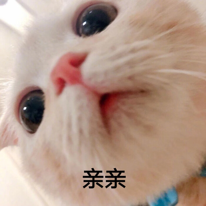猫猫 可爱 表情包