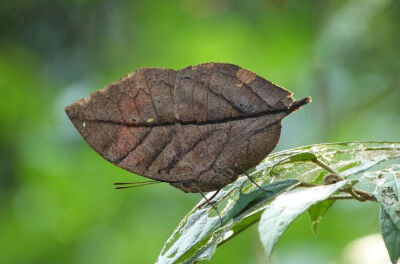 枯叶蛱蝶(学名:kallima inachus)是蛱蝶科,枯叶蛱蝶属的蝴蝶