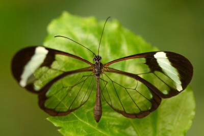 宽纹黑脉绡蝶(学名:greta oto),是蛱蝶科,黑脉绡蝶属的蝴蝶