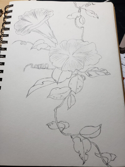 牵牛花