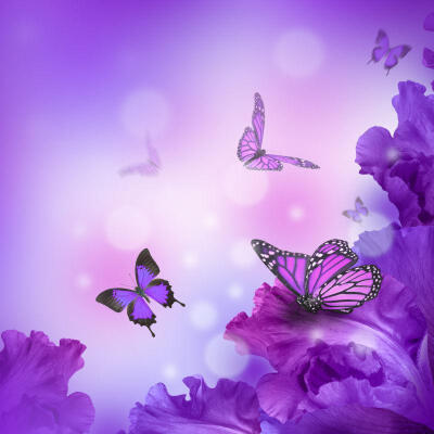 紫色迷情图片