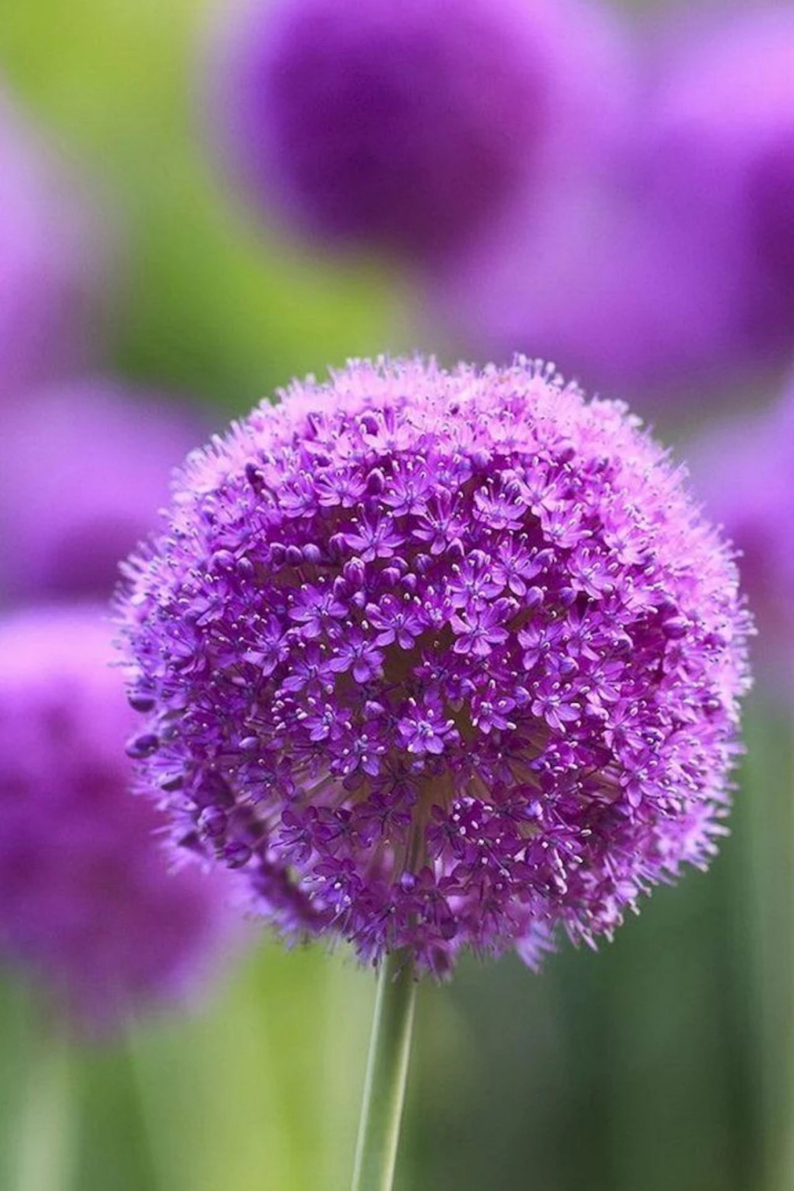 紫色花种类图片
