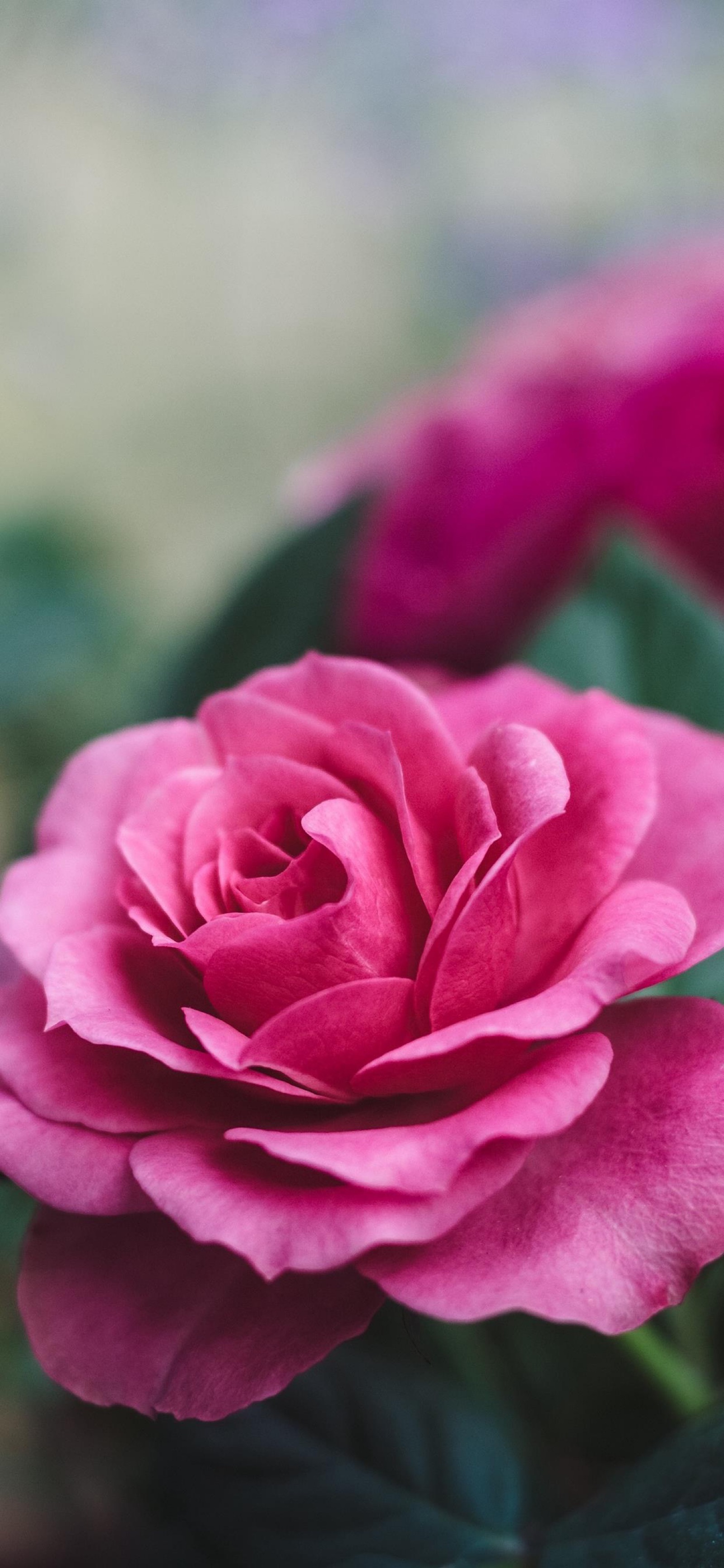 看惯了玫瑰的人又怎么会爱上野花 - 堆糖,美图壁纸兴趣社区