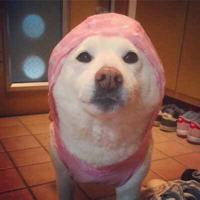 b站狗憨