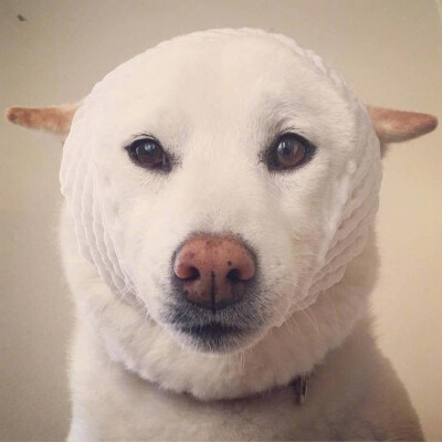 b站狗憨