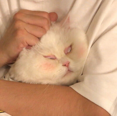 球球是只猫