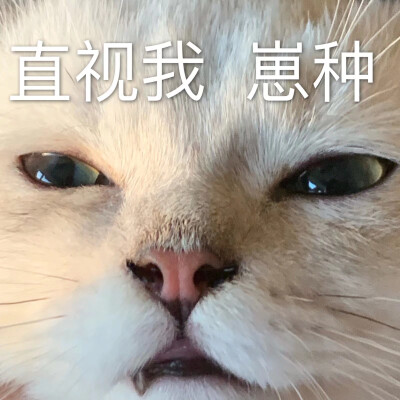 猫猫狗狗表情包