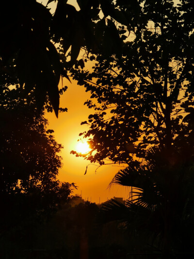 糯米,夕阳,太阳,余晖,逆光