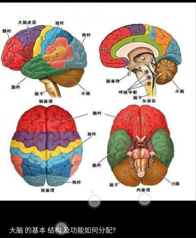 脑部构造图表情包图片