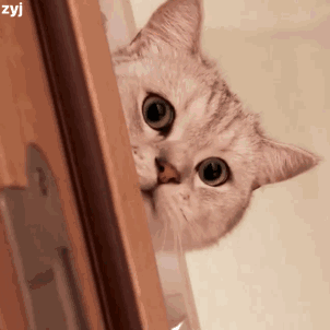 可爱猫咪表情包