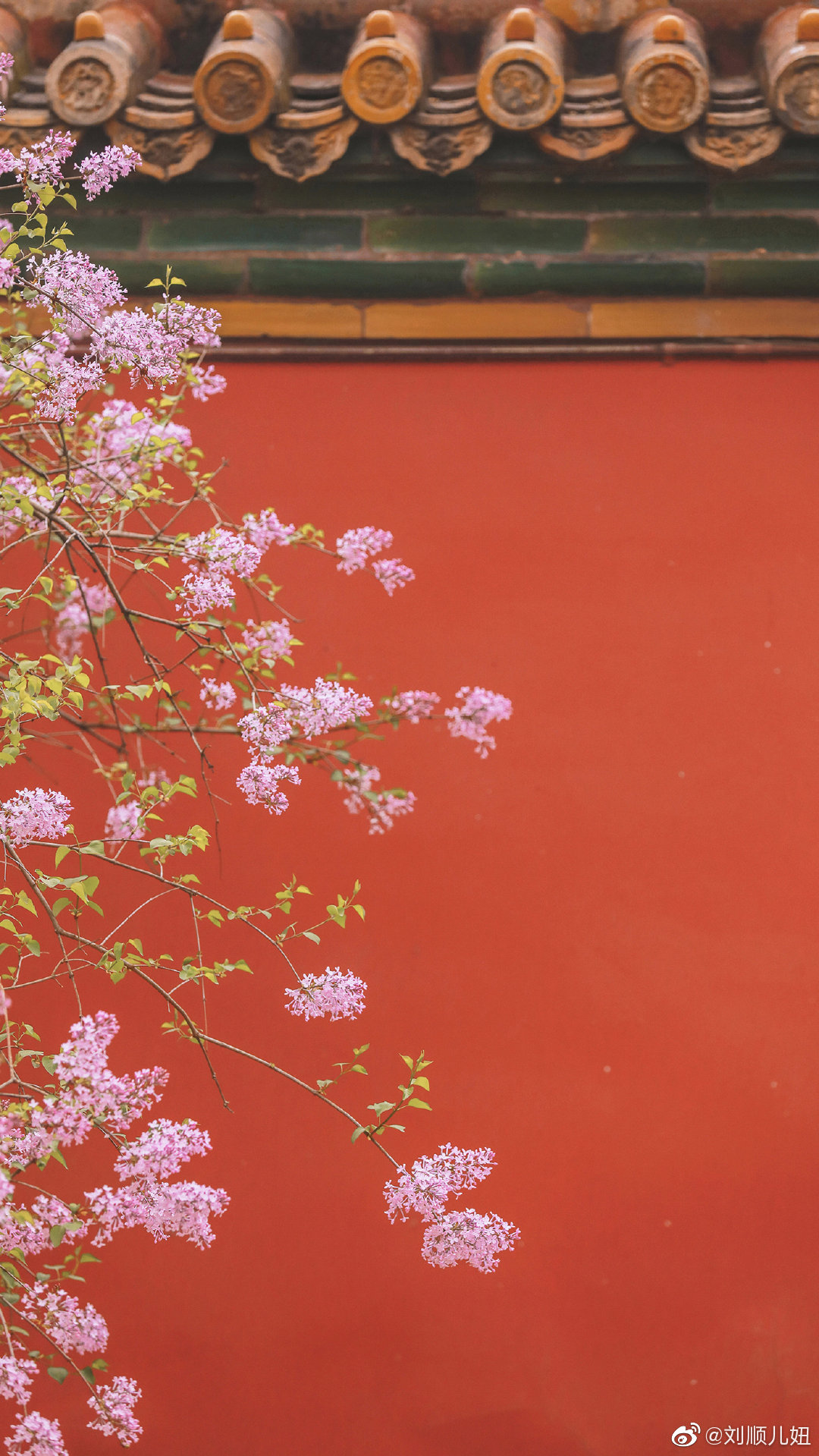 9壁纸协和门·海棠文华殿·海棠慈宁宫花园·丁香摄影@刘顺儿妞#故宫