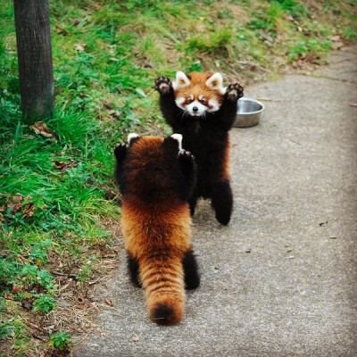 小熊猫:举起手来