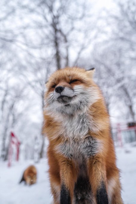 宠物赤狐图片