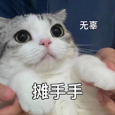 动物表情包自存图 猫咪萌宠可爱表情包