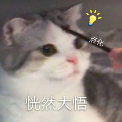 动物表情包自存图 猫咪萌宠可爱表情包