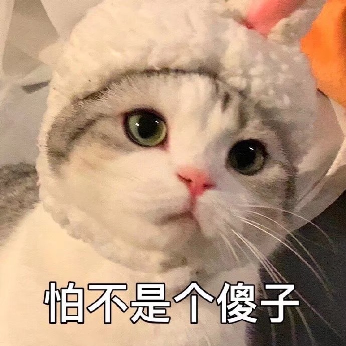 动物表情包自存图 猫咪萌宠可爱表情包