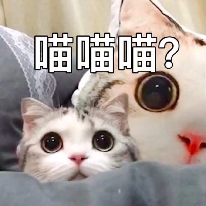 动物表情包自存图 猫咪萌宠可爱表情包