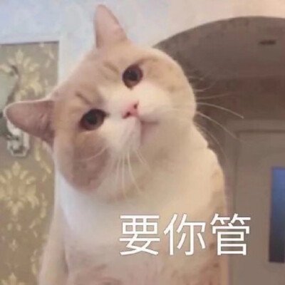 动物表情包自存图 猫咪萌宠可爱