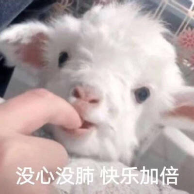 没心没肺,快乐加倍