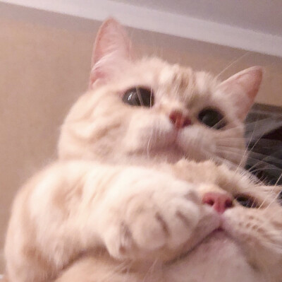 情头猫咪可爱