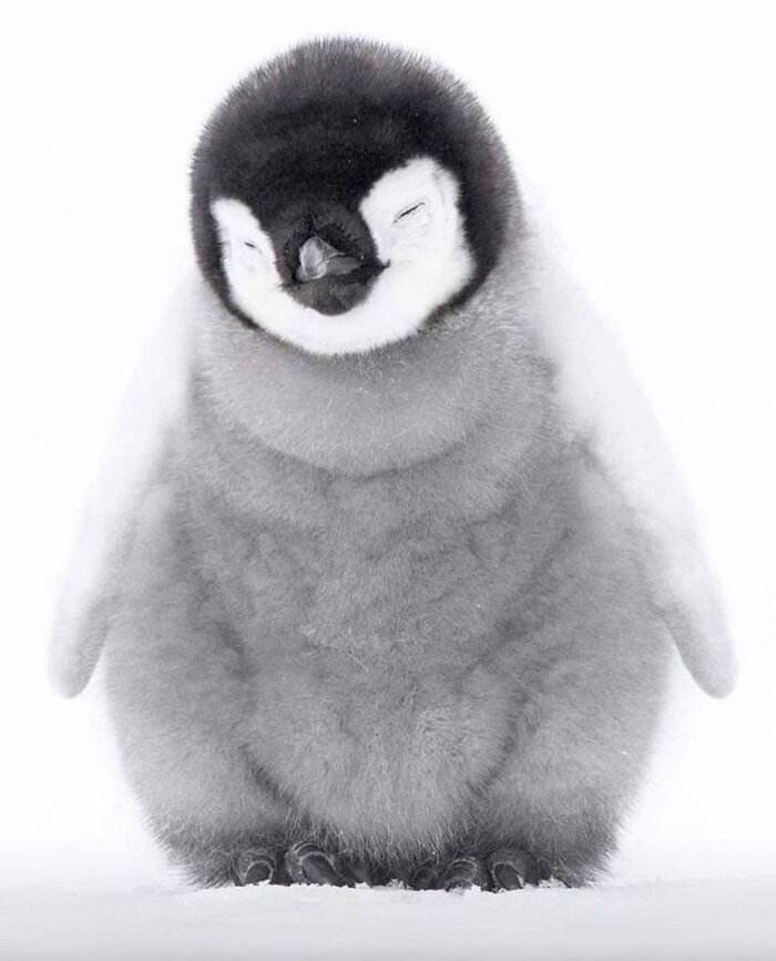 企鹅小时候全身灰色图片