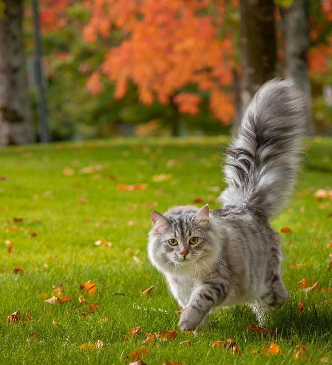 西伯利亚森林猫 siberian forest cat reinhardt ins @siberian
