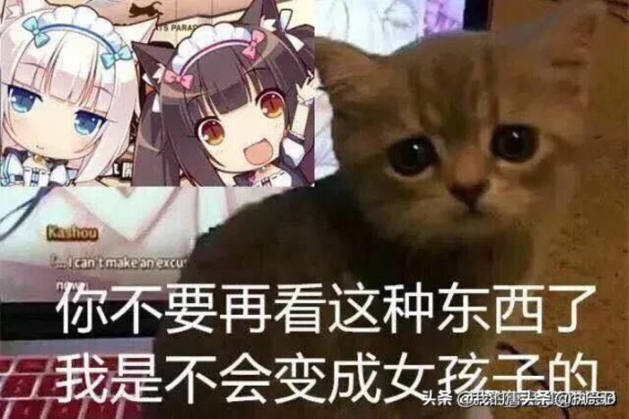 猫变成妹子表情包图片